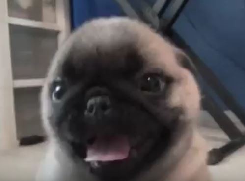 Baby Pug and Tongue