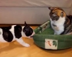 (VIDEO) Frenchie is VERY Upset When He Finds a Cat on His Bed. How He Tries to Reclaim His Turf? Hysterical!
