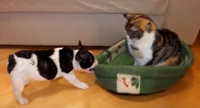 Frenchie and cat battle for bed