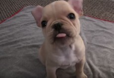 (VIDEO) Frenchie Puppy is Given 4 Days to Learn New Tricks. Just How Many He Gets Down? You’ll be Amazed!