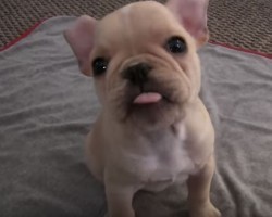 (VIDEO) Frenchie Puppy is Given 4 Days to Learn New Tricks. Just How Many He Gets Down? You’ll be Amazed!