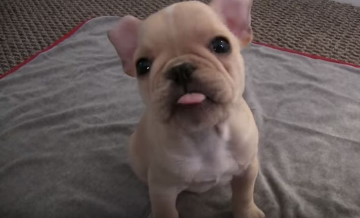 French Bulldog learning tricks