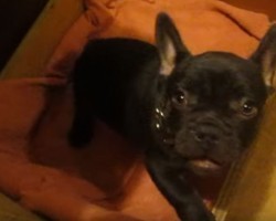 (VIDEO) Cute Frenchie Doesn’t Want to Go to Bed. How He Says No Way? Talk About Attitude! LOL!