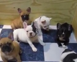 (VIDEO) These 7-Week-Old French Bulldog Puppies Will Pull at Your Heart Strings…
