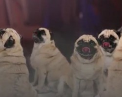 (VIDEO) Be Very Afraid of the Bark. The Pug Bark! LOL!