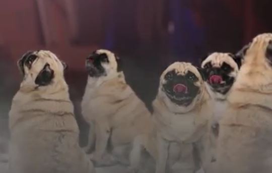 Lotsa Pugs