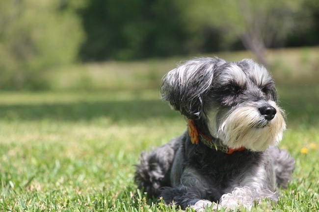 Miniature Schnauzer