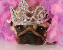 (VIDEO) These Pug Fashionistas From 2011 Prove That Pug Style Never Fades!
