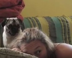 (Video) Mom Frightens Her Pug. What This Doggie Does to Get Back at Her? Talk About Feisty!
