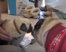 (VIDEO) Mom is Petting a New Baby Pug When the Older Pug Gets Jealous. Now Keep Your Eyes on the “Baby” Pug…