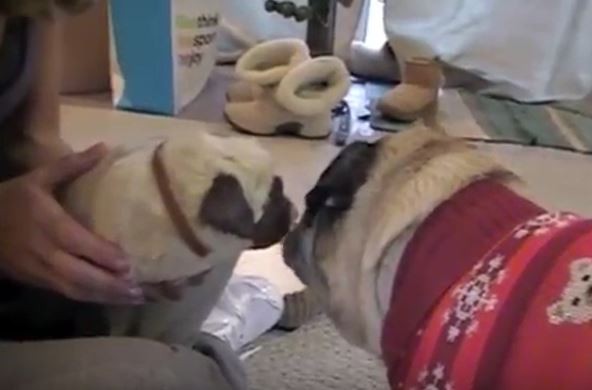 Pug Jealousy