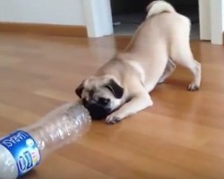 (VIDEO) Pug Puppy Loves Her Water Bottle. When You See Her Bark and Play With It? SO Cute!