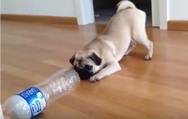 Pug and Water Bottle