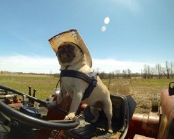 (VIDEO) Atom the Pug is the Boss of Every Animal on His Farm