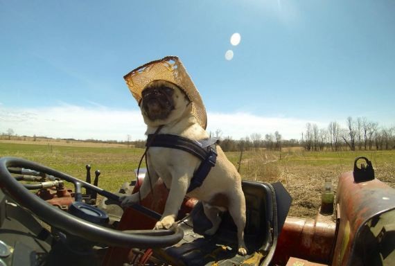 Pug on tractor