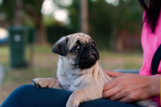 Pug puppy