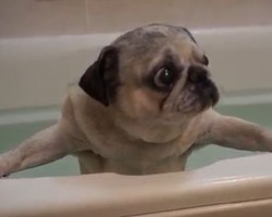 (VIDEO) This Pug isn’t So Sure About This Bath Thing. When She Wants to Get Out? Poor Baby!