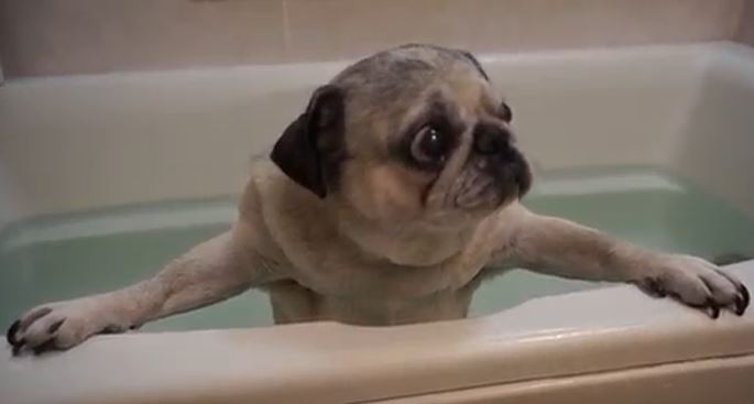 Puggy Bath