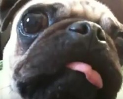(VIDEO) Pug Knows How to Howl Like it’s Going Out of Style… LOL!