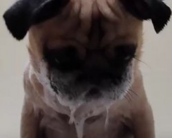 (VIDEO) Watching a Pug Play in the Bubbles Will Make Your Day! It Did Mine!
