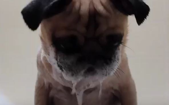 Soapy Faced Pug
