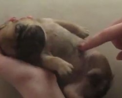 (VIDEO) Itty Bitty Pug Puppy is Responding to Being Tickled and is Only a Few Days Old!