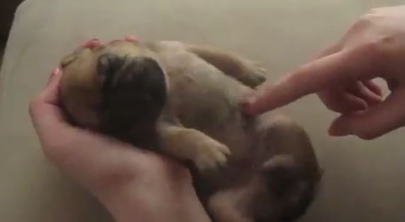 Tickling Baby Pug