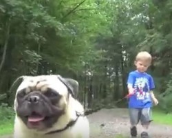 (VIDEO) Little Boy Takes His Pug for a Walk and Our Eyes are Glued to the Video, Every Step of the Way!