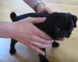 (VIDEO) Watch This Little Pug Pup Yawn and Be Prepared to Melt!