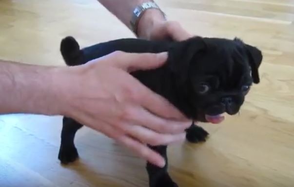 Yawning Pug Pup