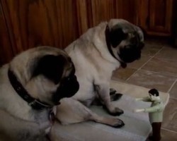 (VIDEO) Pugs Are Relaxing in the Kitchen. When a Zombie Comes After Them? Watch How They Respond!
