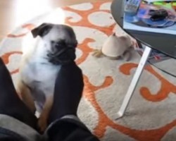(VIDEO) Cute Pug Puppy Wants Some Attention NOW. Just How Much He Barks? I Can’t Get Over This!