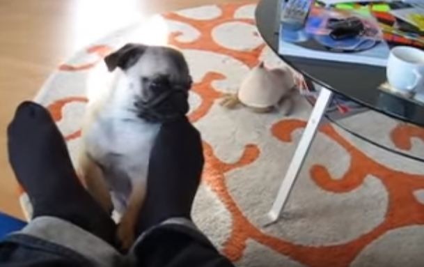 angry pug