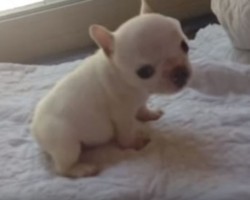 (VIDEO) Watch a Tiny French Bulldog Puppy Get to Know Her New World. You Can’t Help But Say “Aww!”