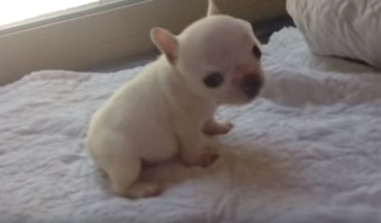 baby Frenchie