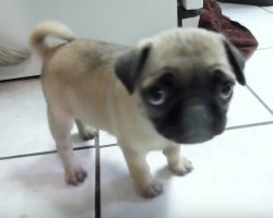 (VIDEO) Adorable Baby Pug Slowly Approaches the Camera. Just How Camera Shy She Is? AWW!