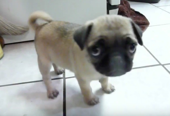 baby pug eyes