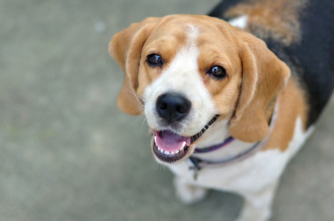 beagle