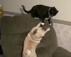 (VIDEO) When a Pug Wants to Play With His Cat Sibling, You’ll Never Guess How He Tries to Get Her Attention…