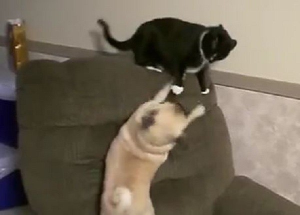 cat and pug playing