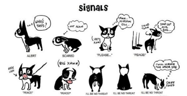 dog signals