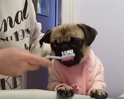 (VIDEO) Little Sophie Has Stinky Doggie Breath! Now Watch How Mom Combats it With This Adorable Teeth Cleaning Sesh.