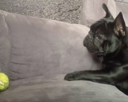 (VIDEO) Frenchie Reaches for His Ball. When He Can’t Quite Reach It? Get Ready to LOL Over This ADORABLE Moment!