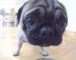 (VIDEO) It’s Time for Two Pug Puppies to Eat Their Grub. When You See How Messy They Are? I Can’t Stop Laughing!