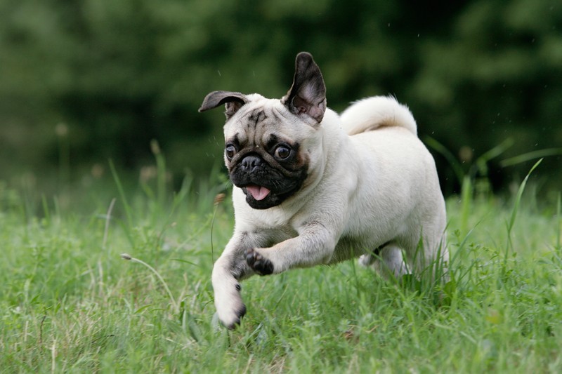 pug puppy