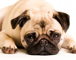 Why This Sad Mistake Could Lead to a Lifetime of Health Issues for Your Dog