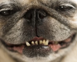 What Hairy Teeth May be Telling You About Your Doggy’s Health