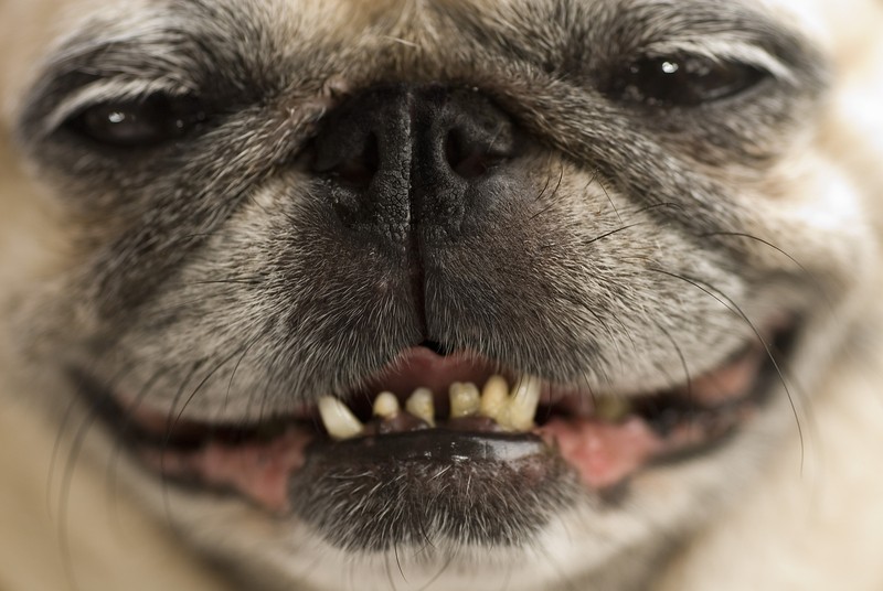 pug teeth