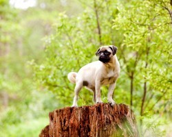 The Truth About Lyme Disease and Your Doggie