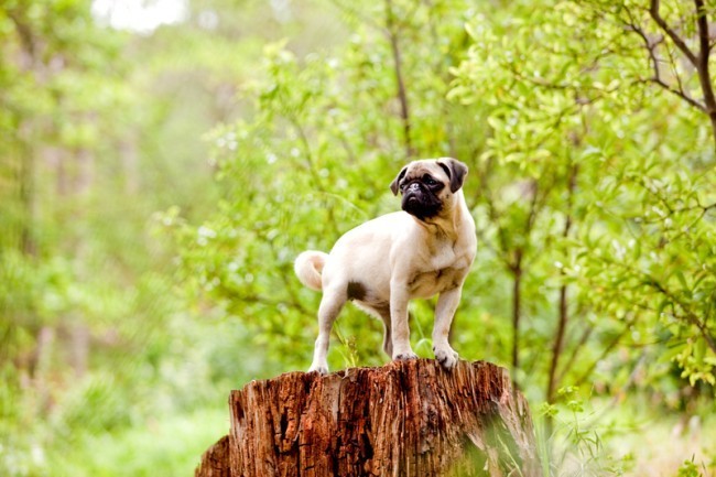 pug in woods